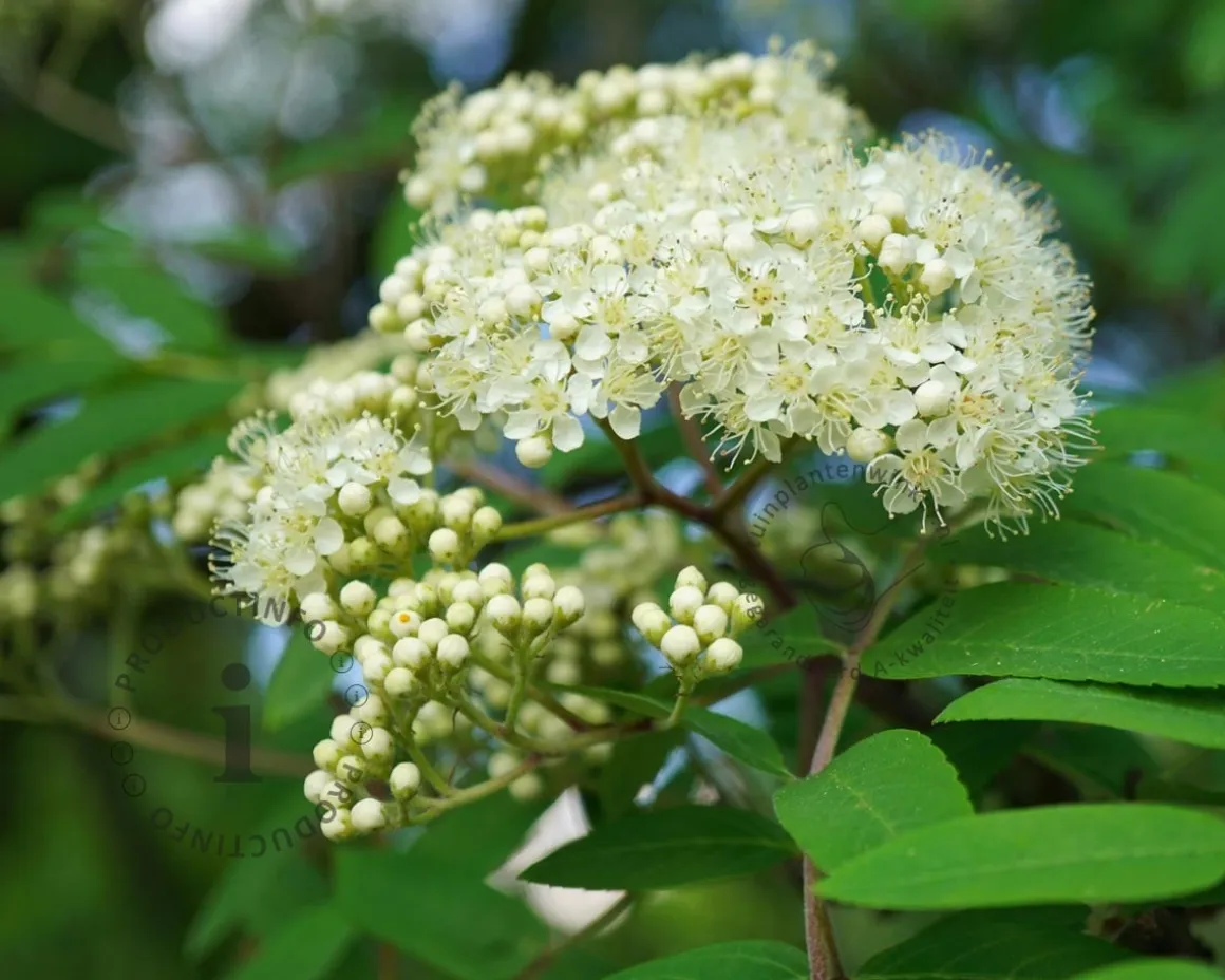 Sorbus aucuparia var edulis - hoogstam