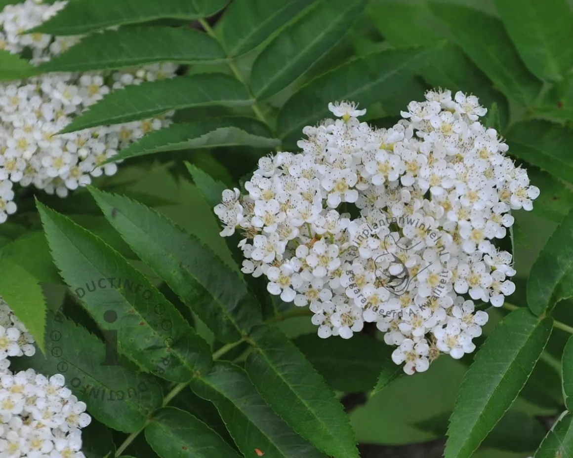 Sorbus commixta 'Fireball'
