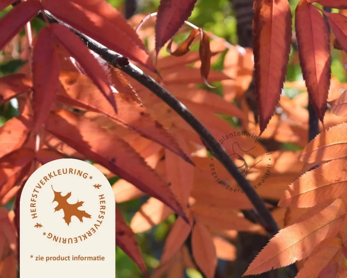 Sorbus commixta 'Fireball'