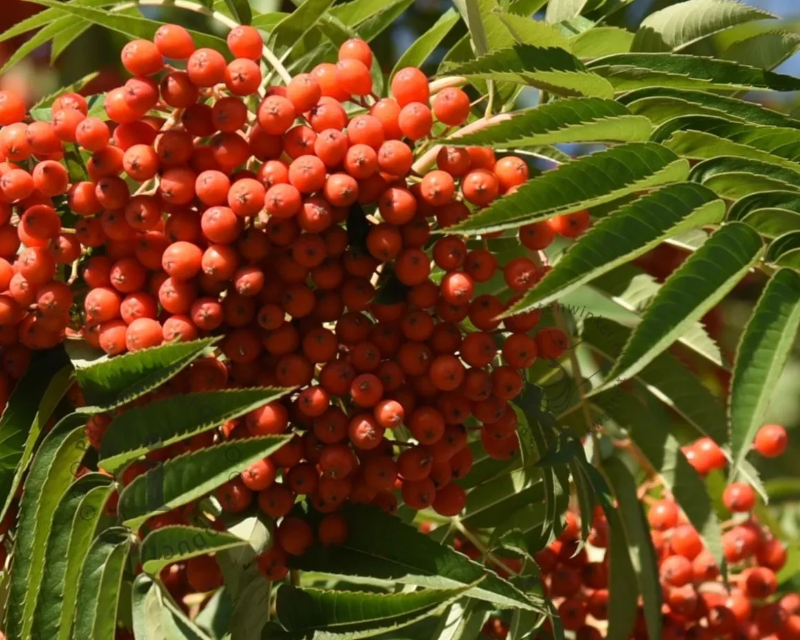 Sorbus commixta 'Fireball'