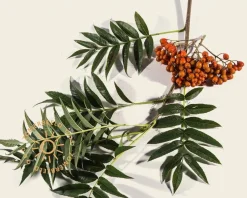 Sorbus 'Dodong'