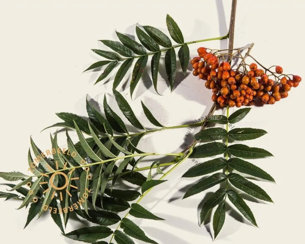 Sorbus 'Dodong'