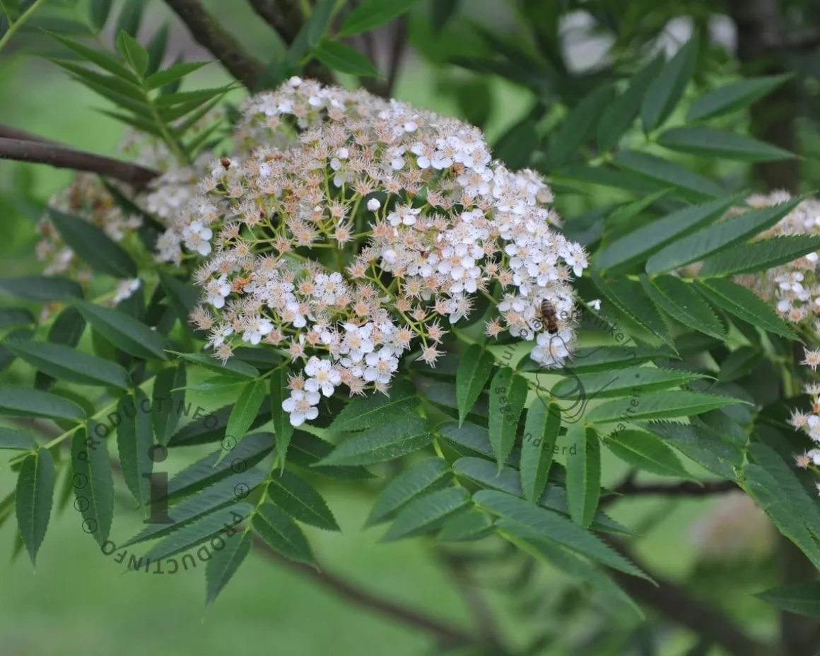 Sorbus 'Dodong'