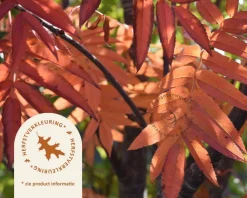 Sorbus 'Dodong'