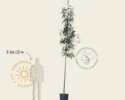 Sorbus intermedia