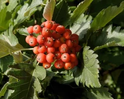 Sorbus thuringiaca 'Fastigiata'