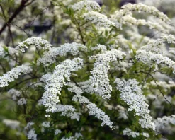 Spiraea cinerea 'Grefsheim'