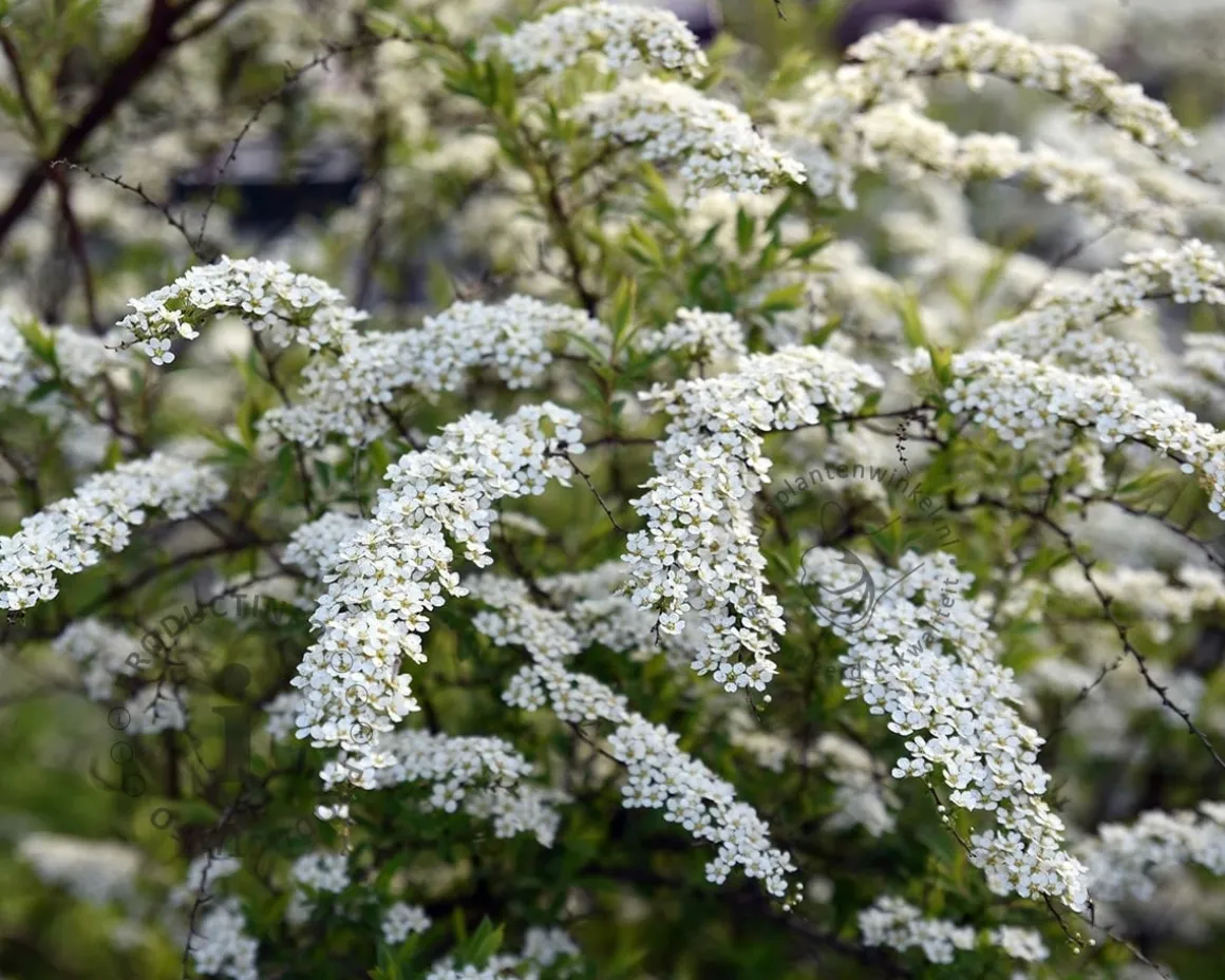 Spiraea cinerea 'Grefsheim'