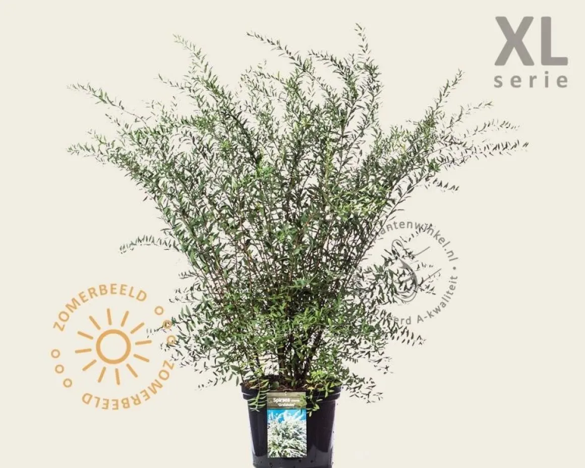 Spiraea cinerea 'Grefsheim' - XL