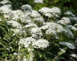 Spiraea japonica 'Albiflora'