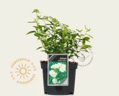 Spiraea japonica 'Albiflora'