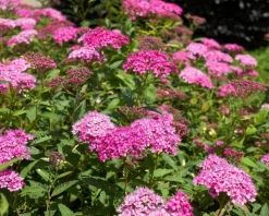 Spiraea japonica 'Anthony Waterer'