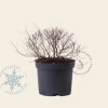 Spiraea japonica 'Golden Princess'