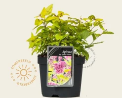 Spiraea japonica 'Golden Princess'