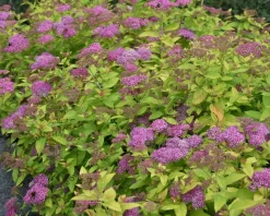 Spiraea japonica 'Golden Princess'
