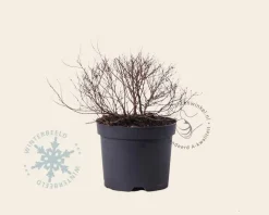 Spiraea japonica 'Goldflame'