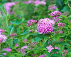 Spiraea japonica 'Little Princess'