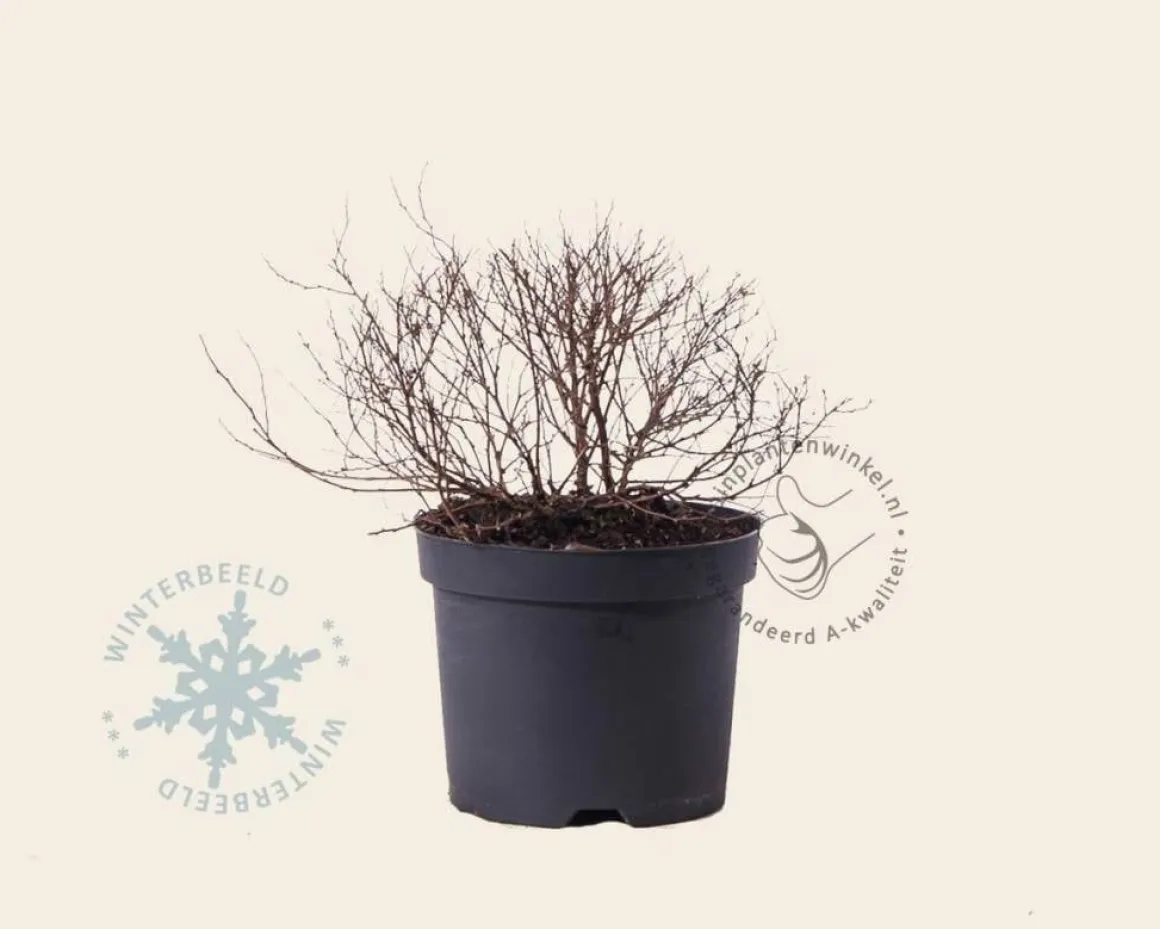 Spiraea japonica 'Nana'
