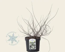 Spiraea nipponica 'Snowmound'