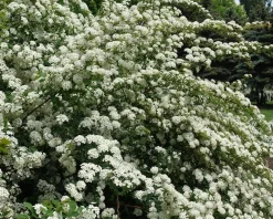 Spiraea vanhouttei