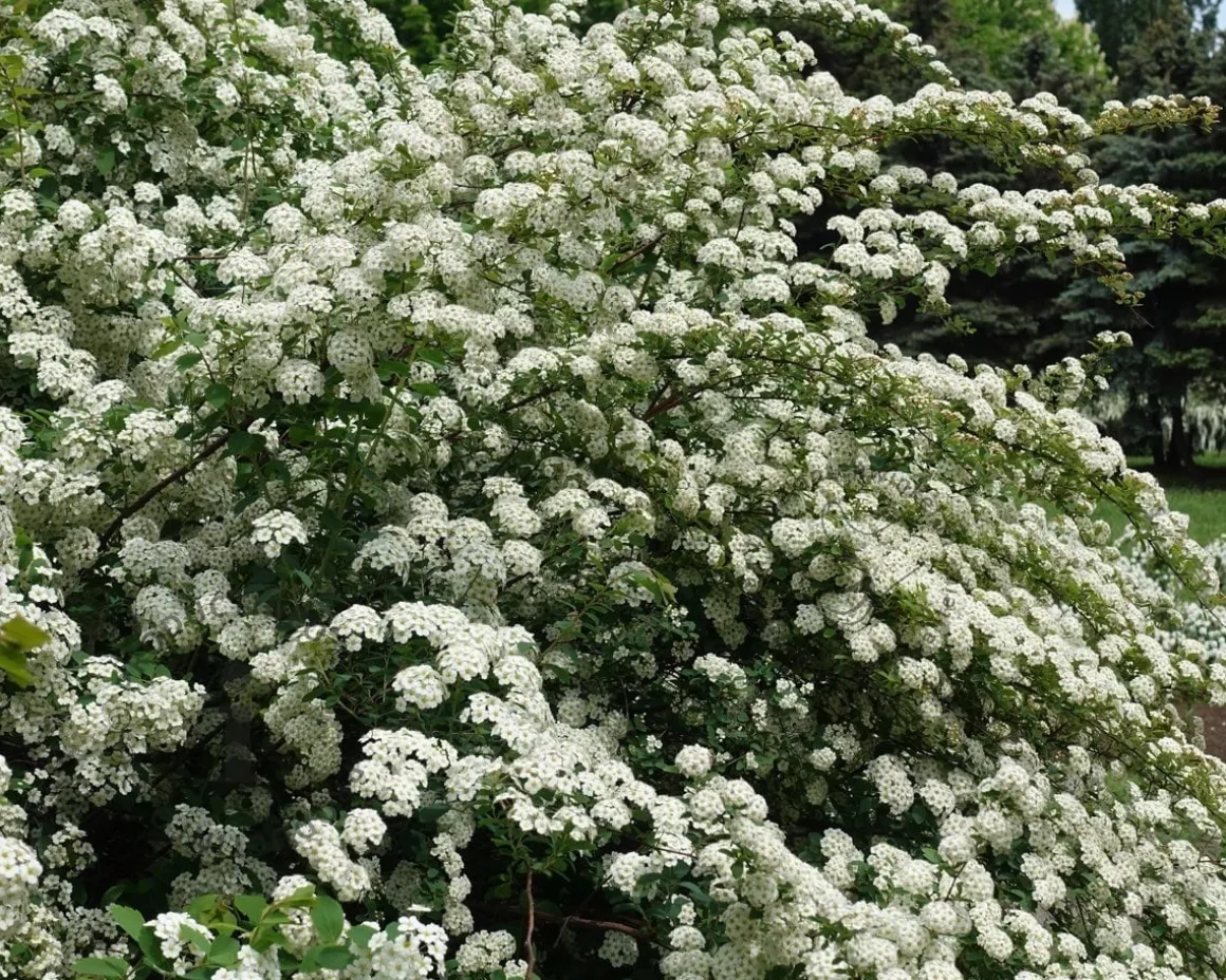 Spiraea vanhouttei