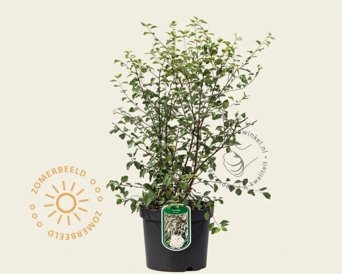 Spiraea vanhouttei