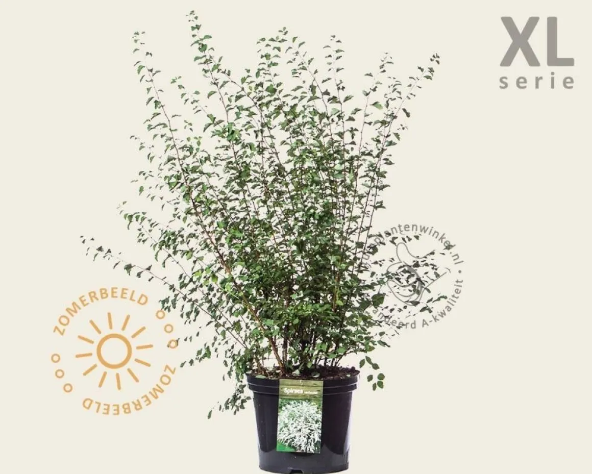 Spiraea vanhouttei - XL