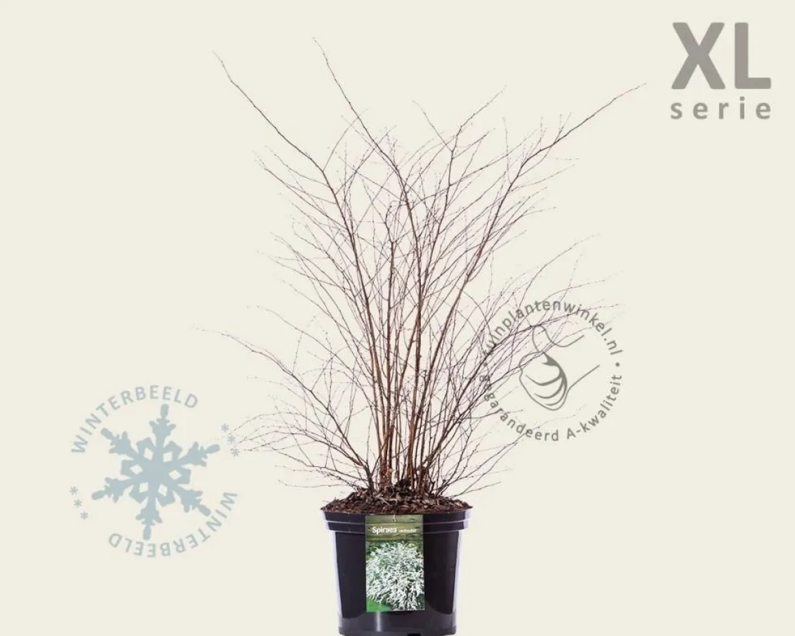 Spiraea vanhouttei - XL