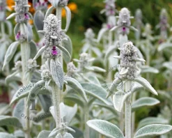 Stachys byzantina