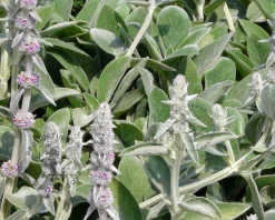 Stachys byzantina 'Silver Carpet'