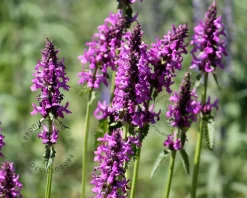 Stachys monieri 'Hummelo'