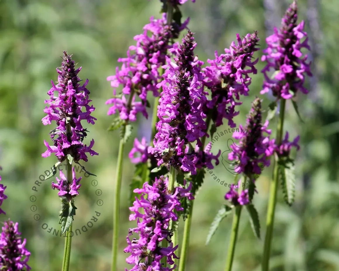 Stachys monieri 'Hummelo'