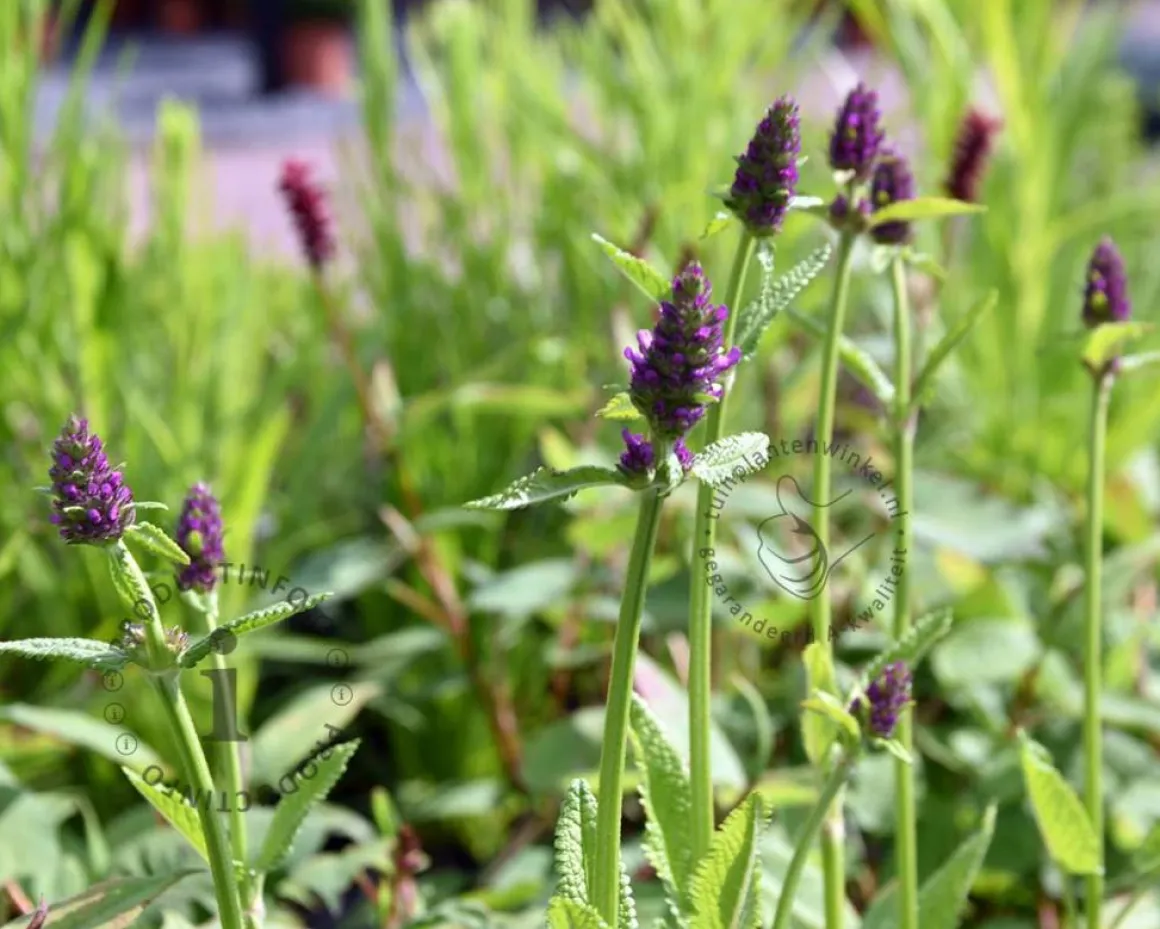 Stachys monieri 'Hummelo'