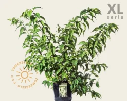 Stachyurus praecox - XL