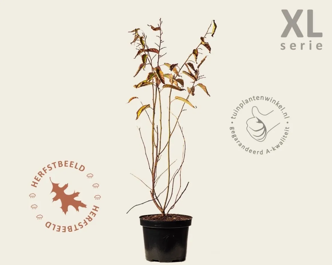 Stachyurus praecox - XL