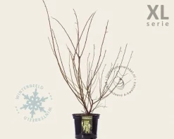 Stachyurus praecox - XL