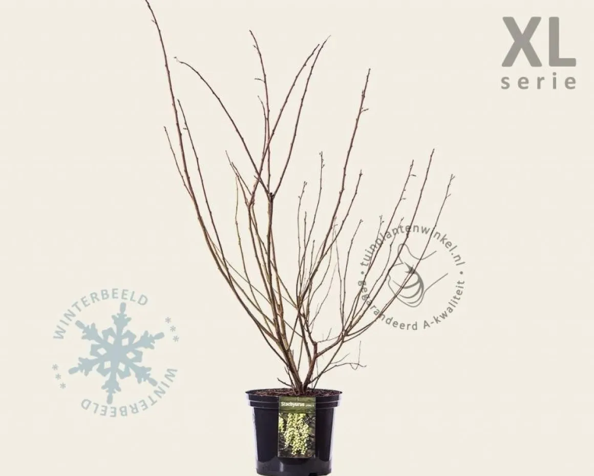 Stachyurus praecox - XL