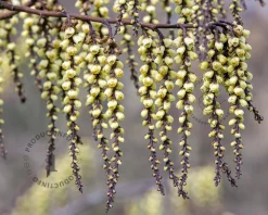 Stachyurus praecox - XL