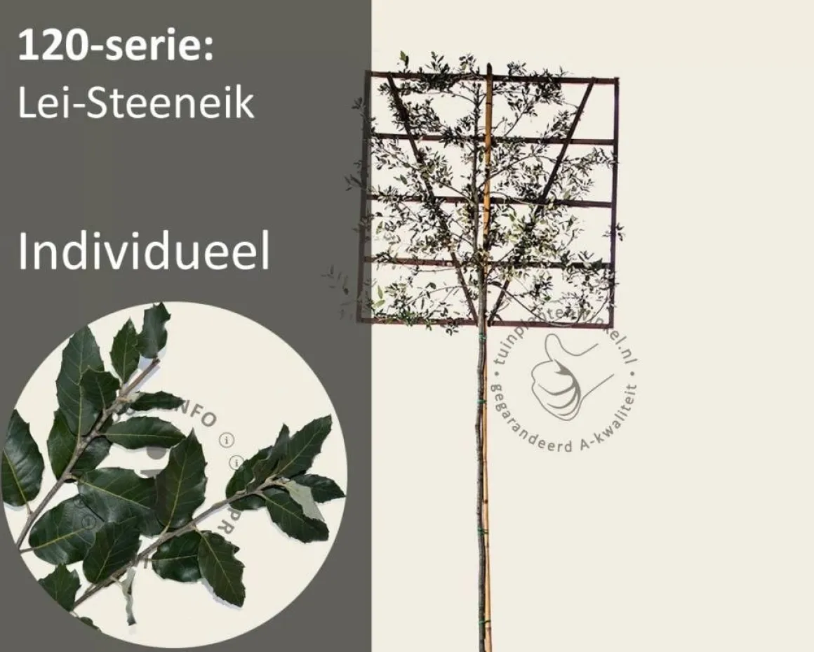 Steeneik leiboom - Rek 120x120 cm