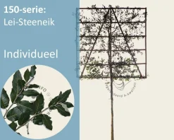 Steeneik leiboom - Rek 150x150 cm