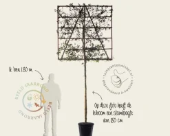 Steeneik leiboom - Rek 150x150 cm