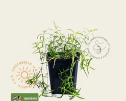 Stellaria holostea