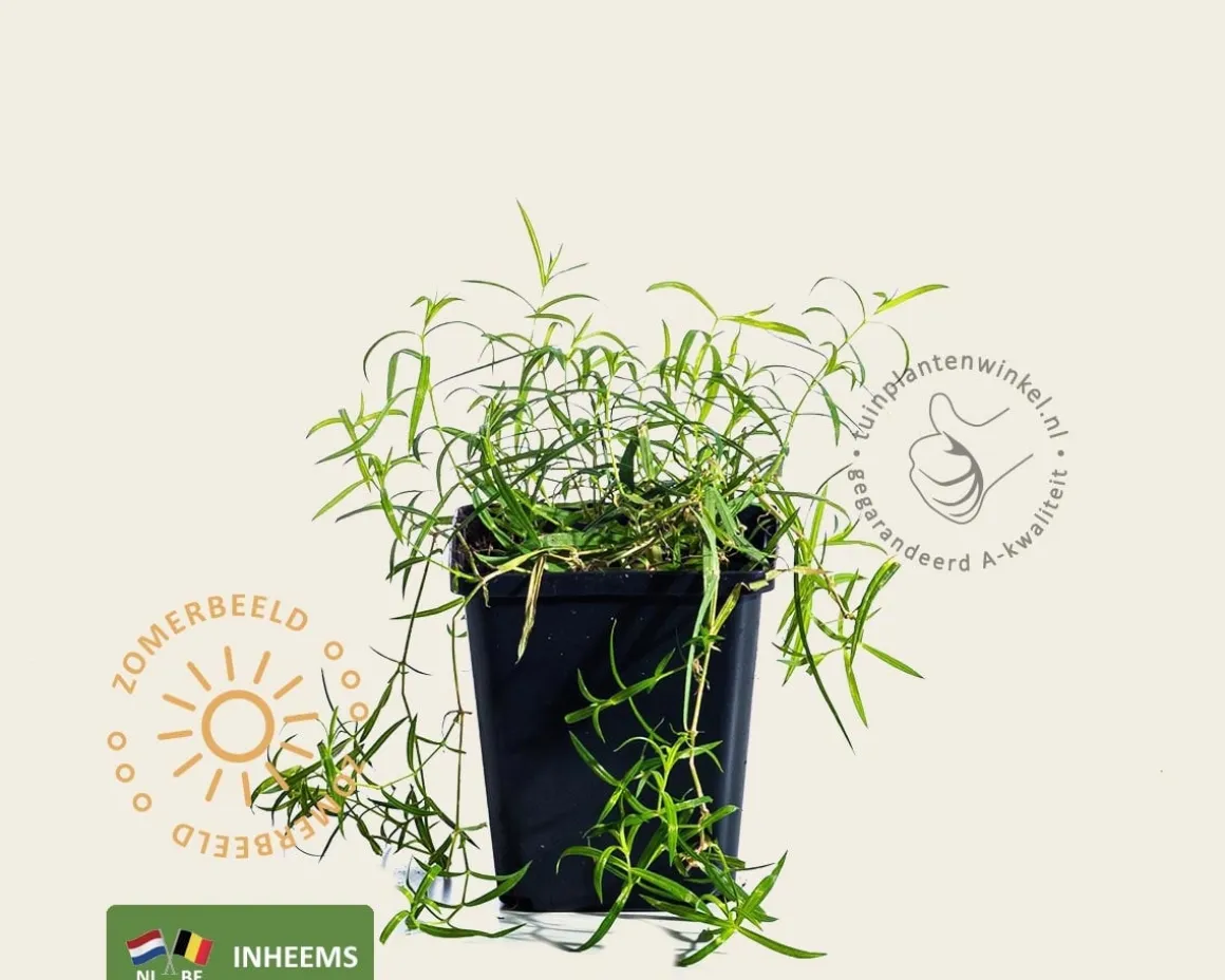 Stellaria holostea