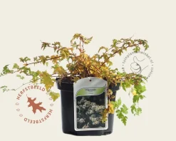 Stephanandra incisa 'Crispa'