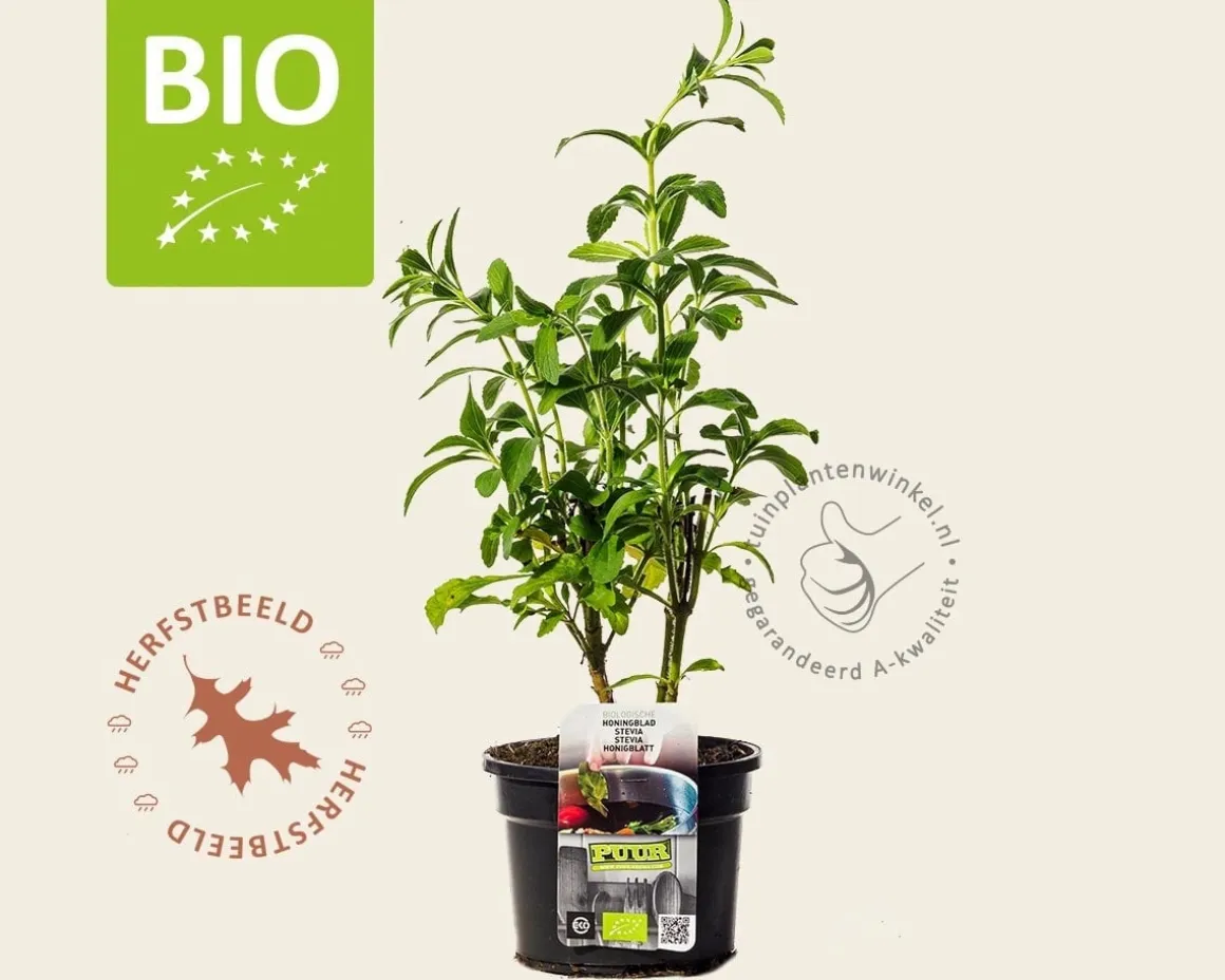 Stevia rebaudianum Puur