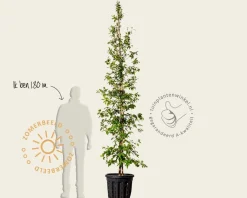 Stewartia pseudocamellia - beveerd