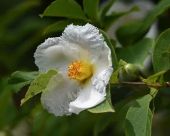 Stewartia pseudocamellia - beveerd