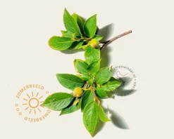 Stewartia pseudocamellia - beveerd