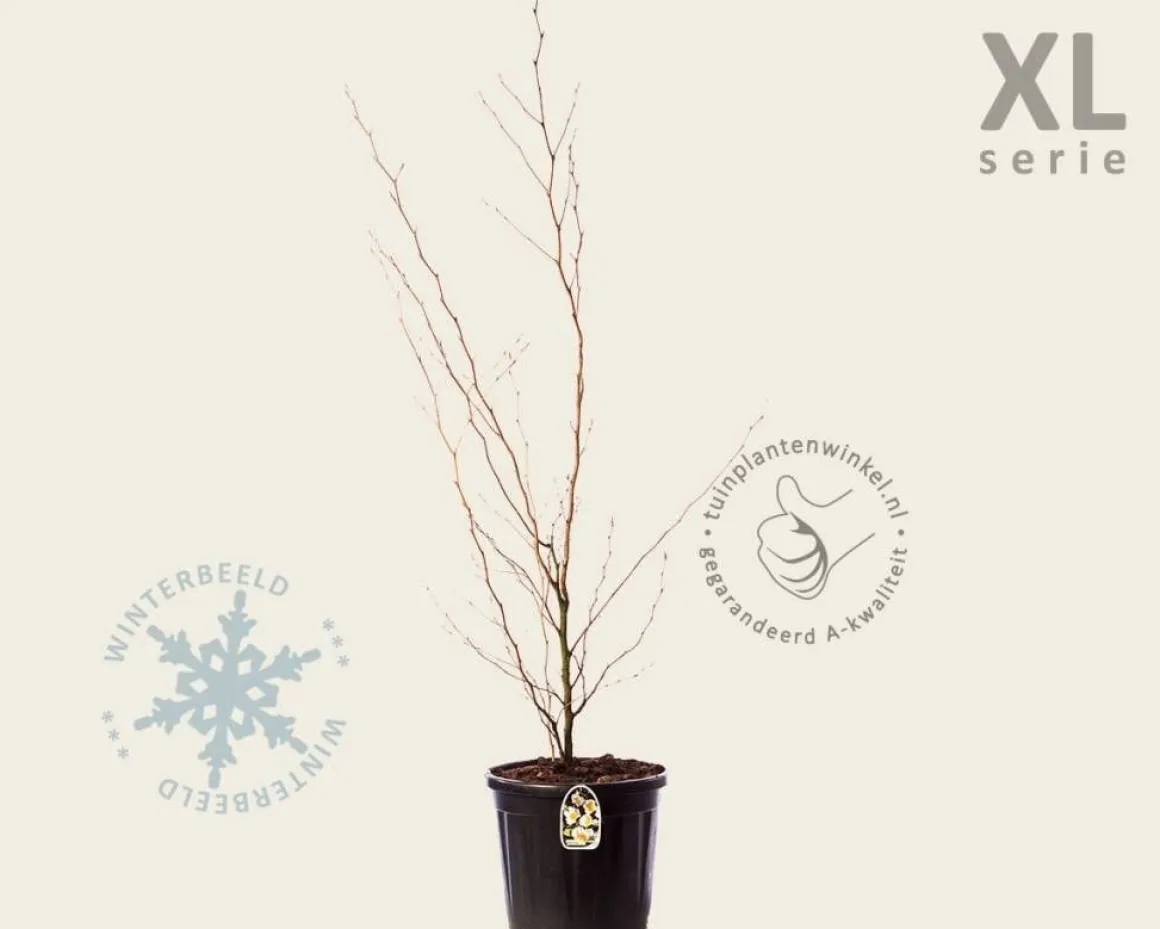 Stewartia pseudocamellia - XL