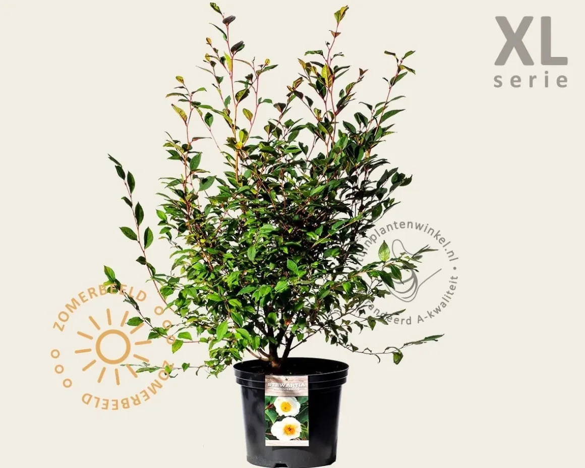 Stewartia pseudocamellia - XL